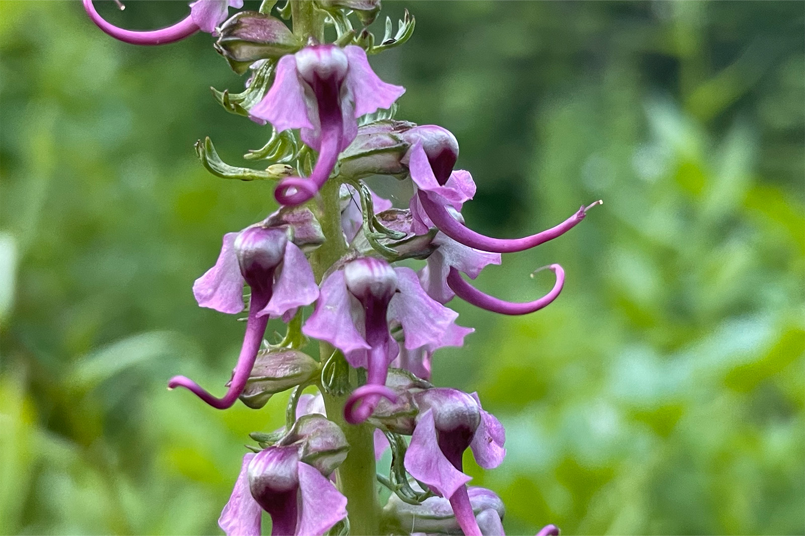 Close up of some purple Elephant's Head flowers.