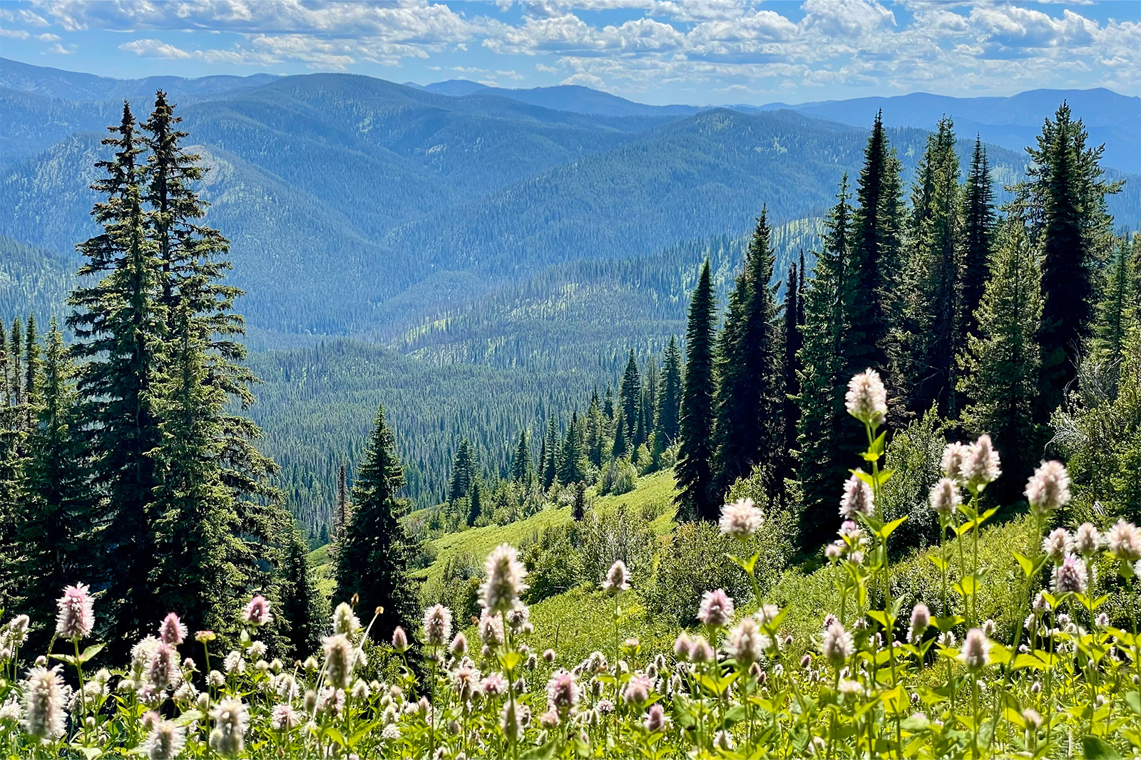 View looking down a hillside towards a valley with more pine covered mountains in the distance. The hillside is relatively open with flowers in the foreground.