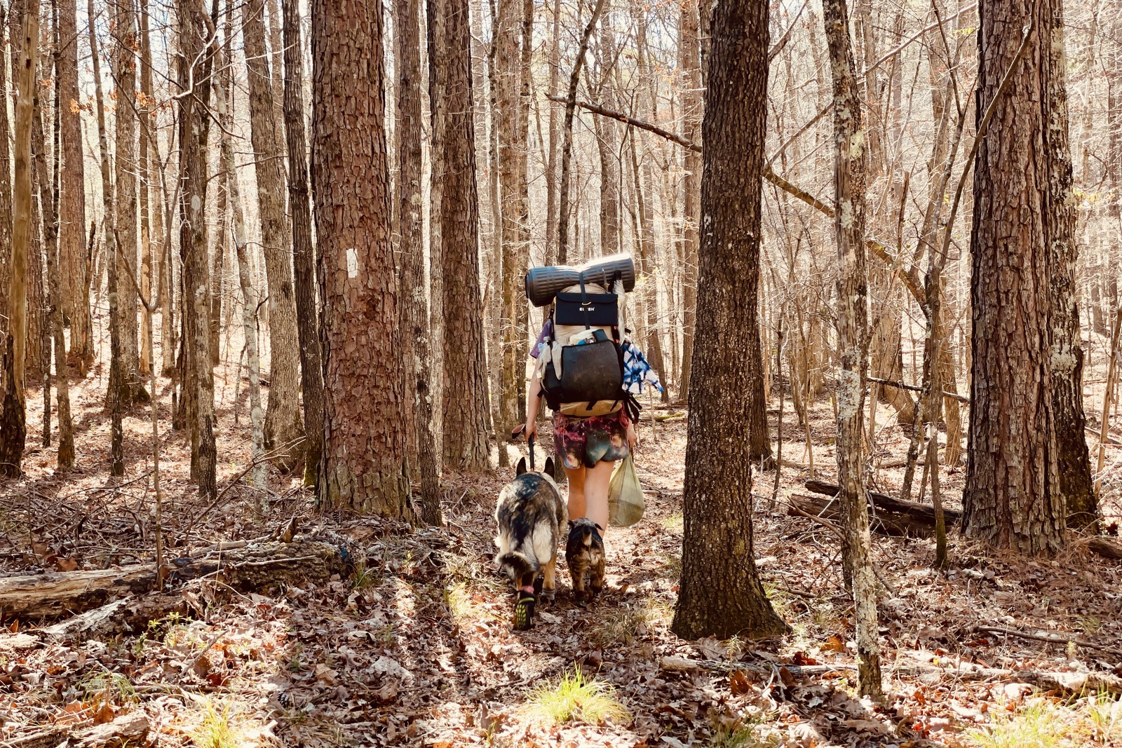 A person wearing a backpack walks through the woods with a German Shepherd Dog and small terrier walking behind her. There is a white blaze on one of the trees to her left and the sun is shinning.