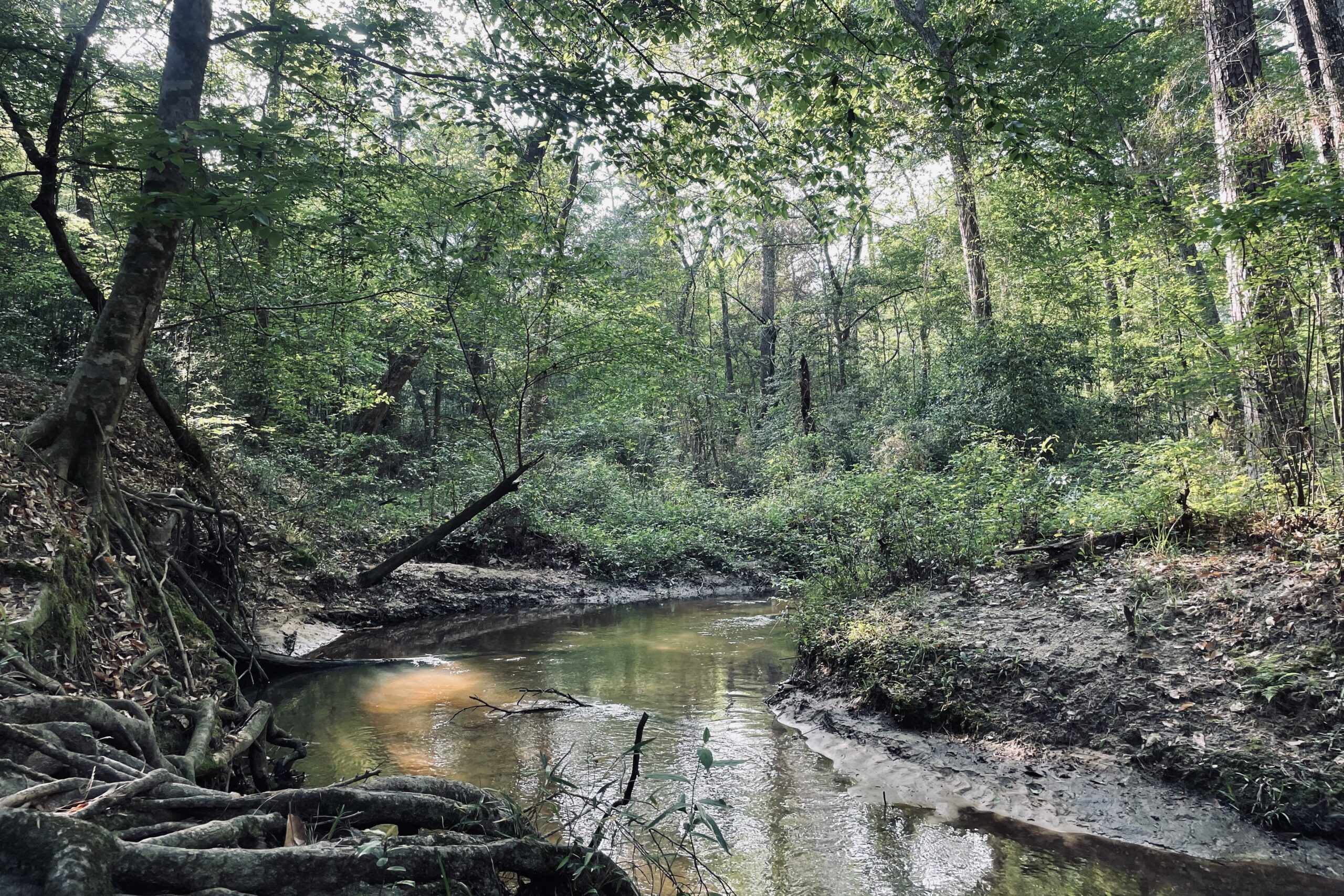 A silty creek turns around a bank in a forest of green, leafy trees. Sunlight is shining down through the trees.