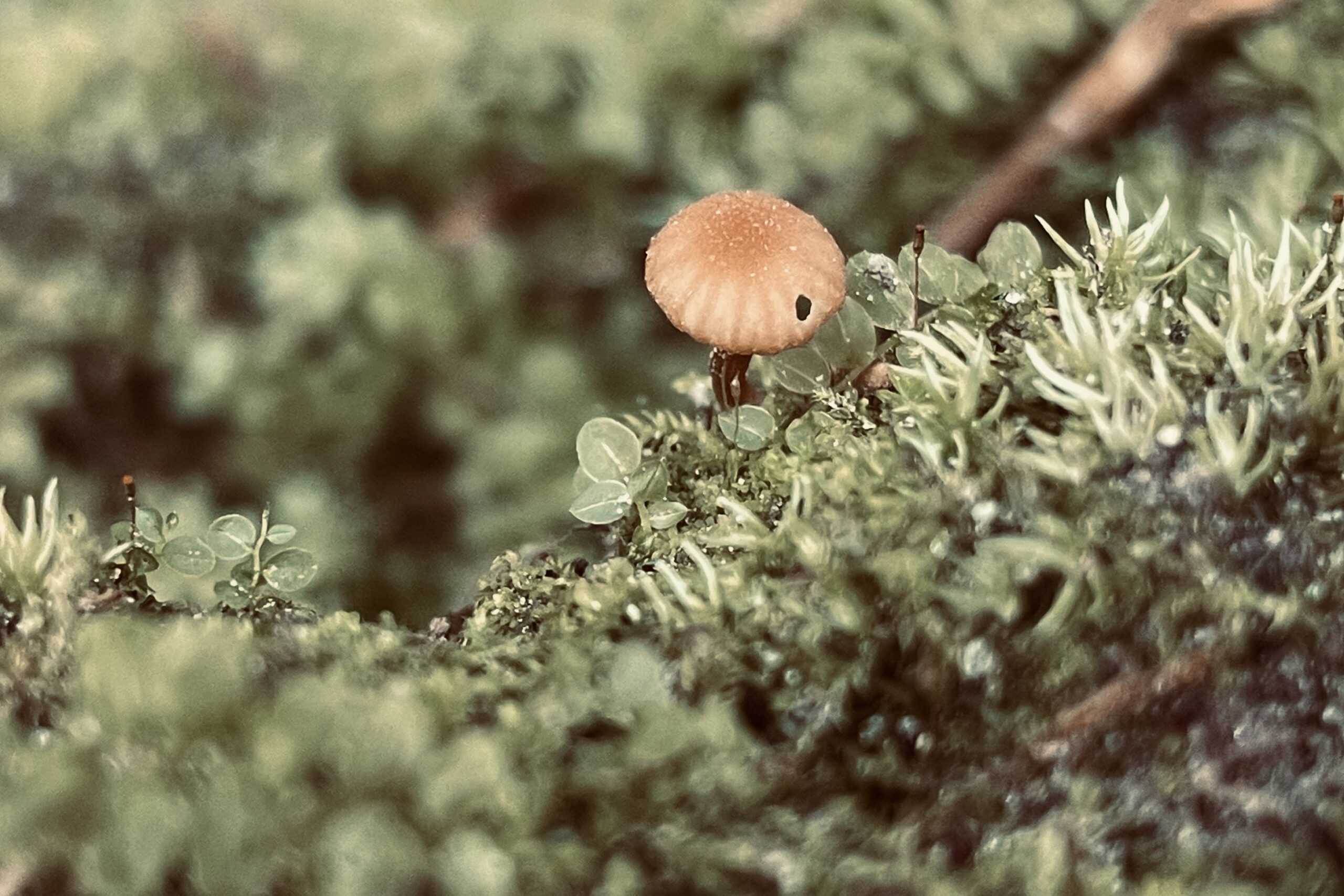 A close up picture of a small mushroom growing among some moss.
