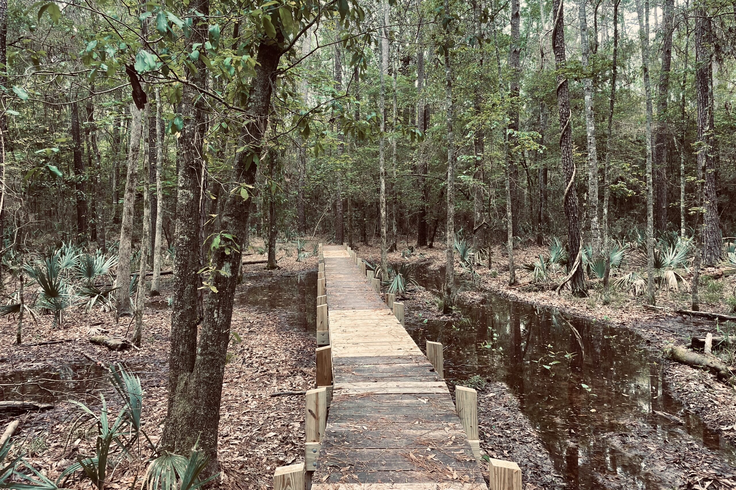 A board walk runs through a mucky area surrounded by leafy trees.