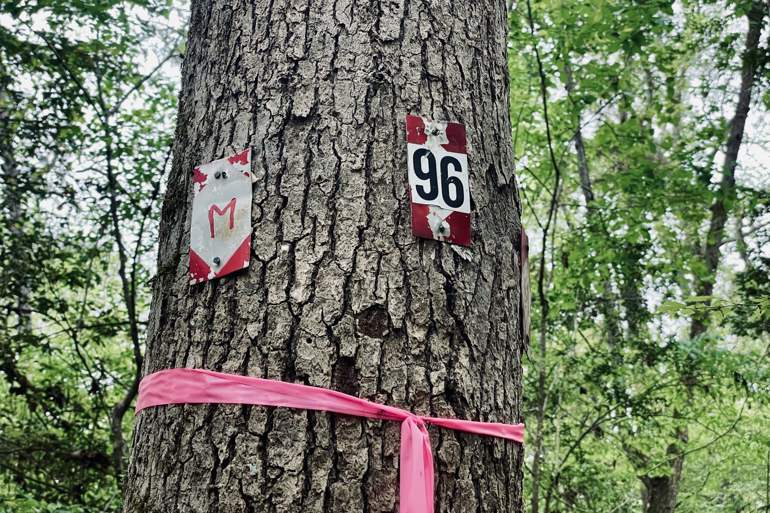 A red and white metal blaze with the number "96" is attached to a tree using nails. The tree has another blaze and some pink surveyor's tape around it and is surround by leafy, green trees.