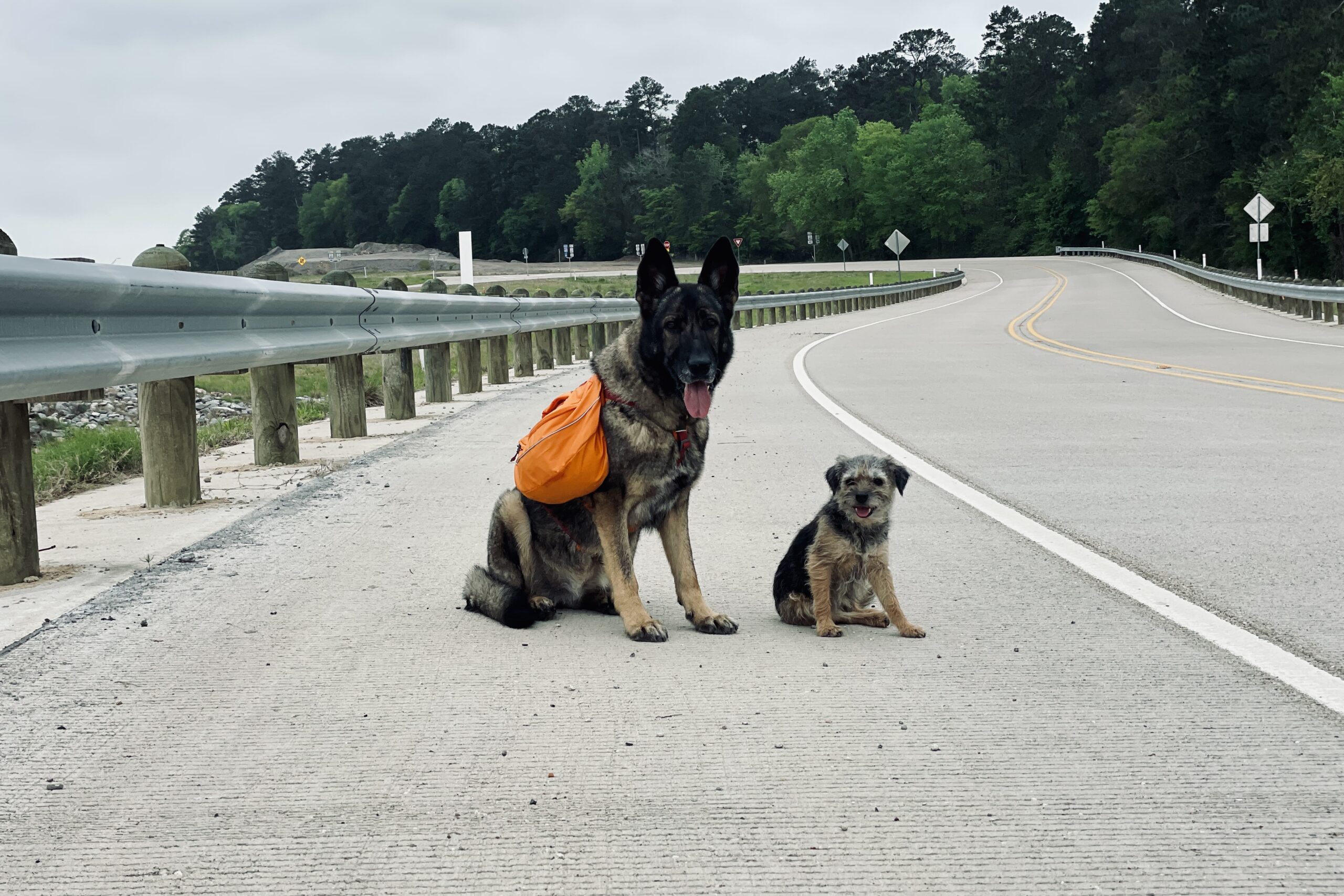 A German Shepherd Dog wearing an orange backpack and a Border Terrier are sitting on the shoulder of a two lane road. The area to the left is open and grassy. There is a line of trees bordering the road to the right.
