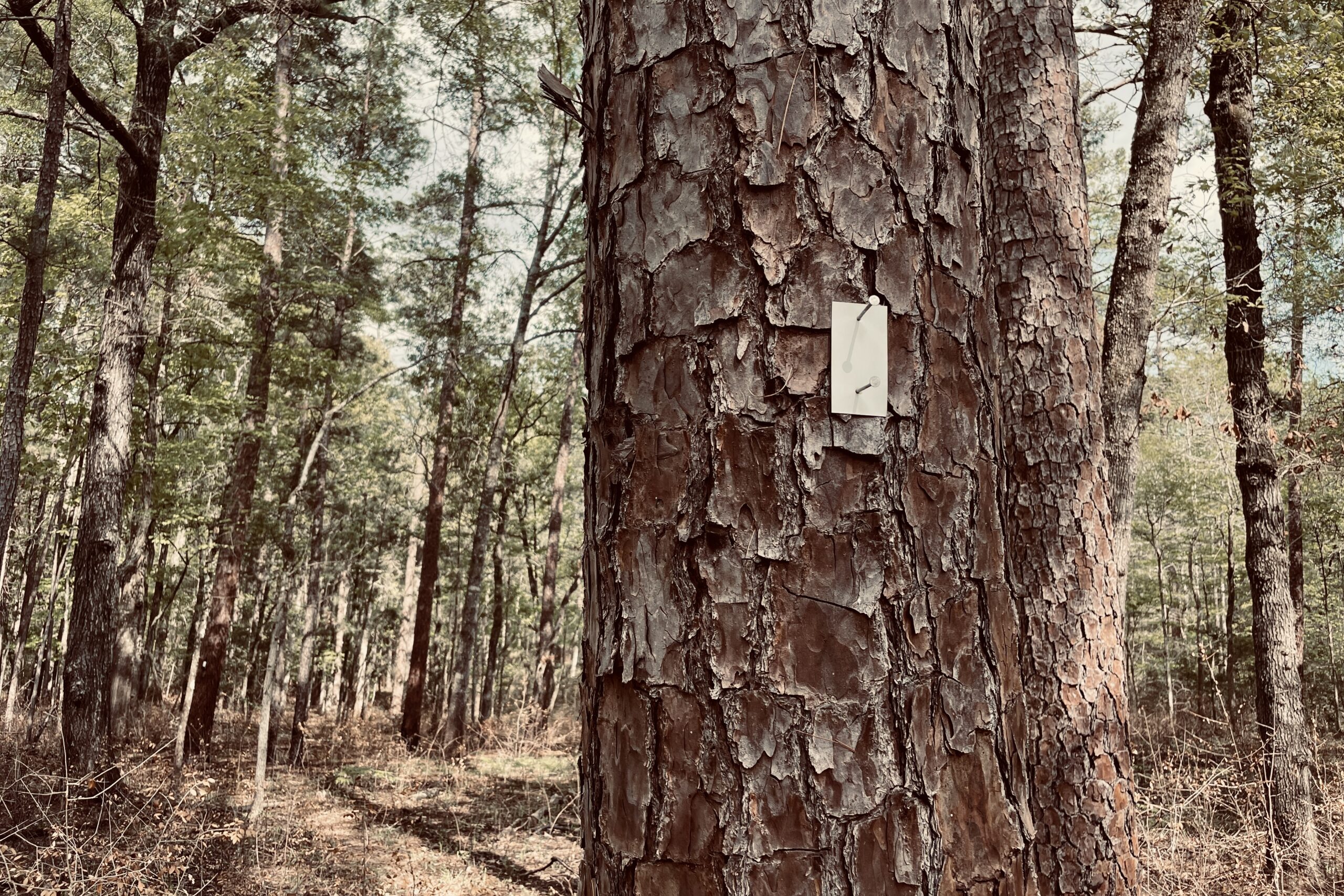 A white blaze is nailed to a pine tree in a forest.