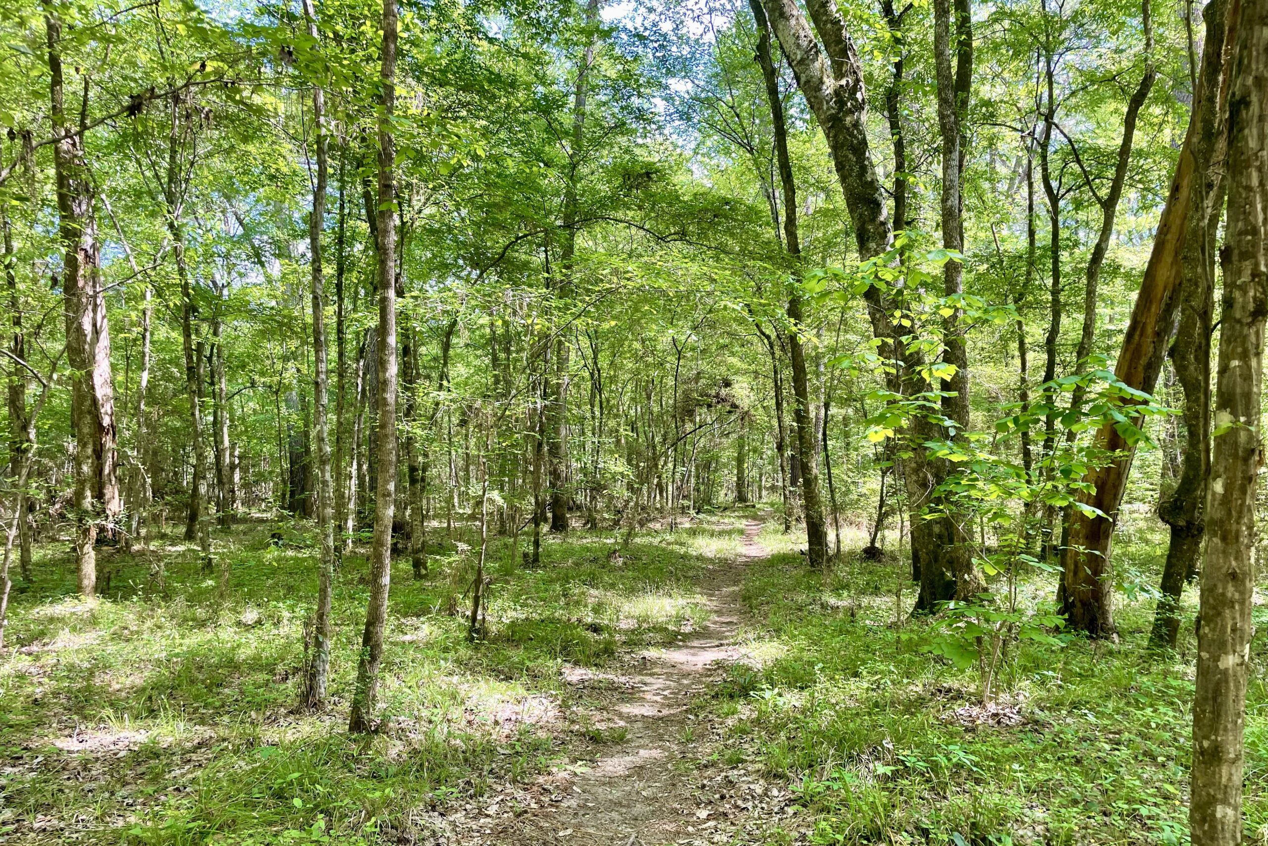 Lone Star Mountain climbing Path Backpacking Information