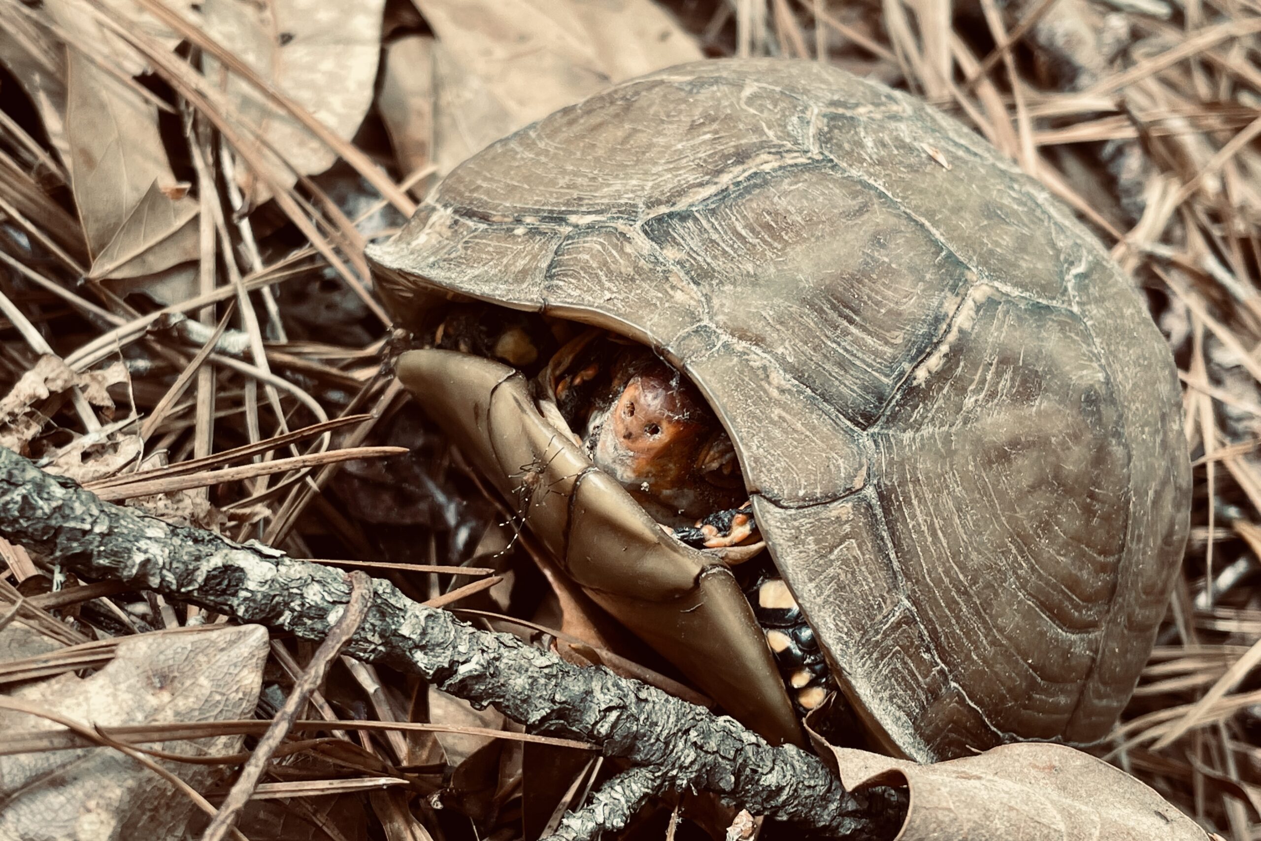 Close up of a turtle with its head and legs pulled inside the shell sitting on the ground in some pine needles.