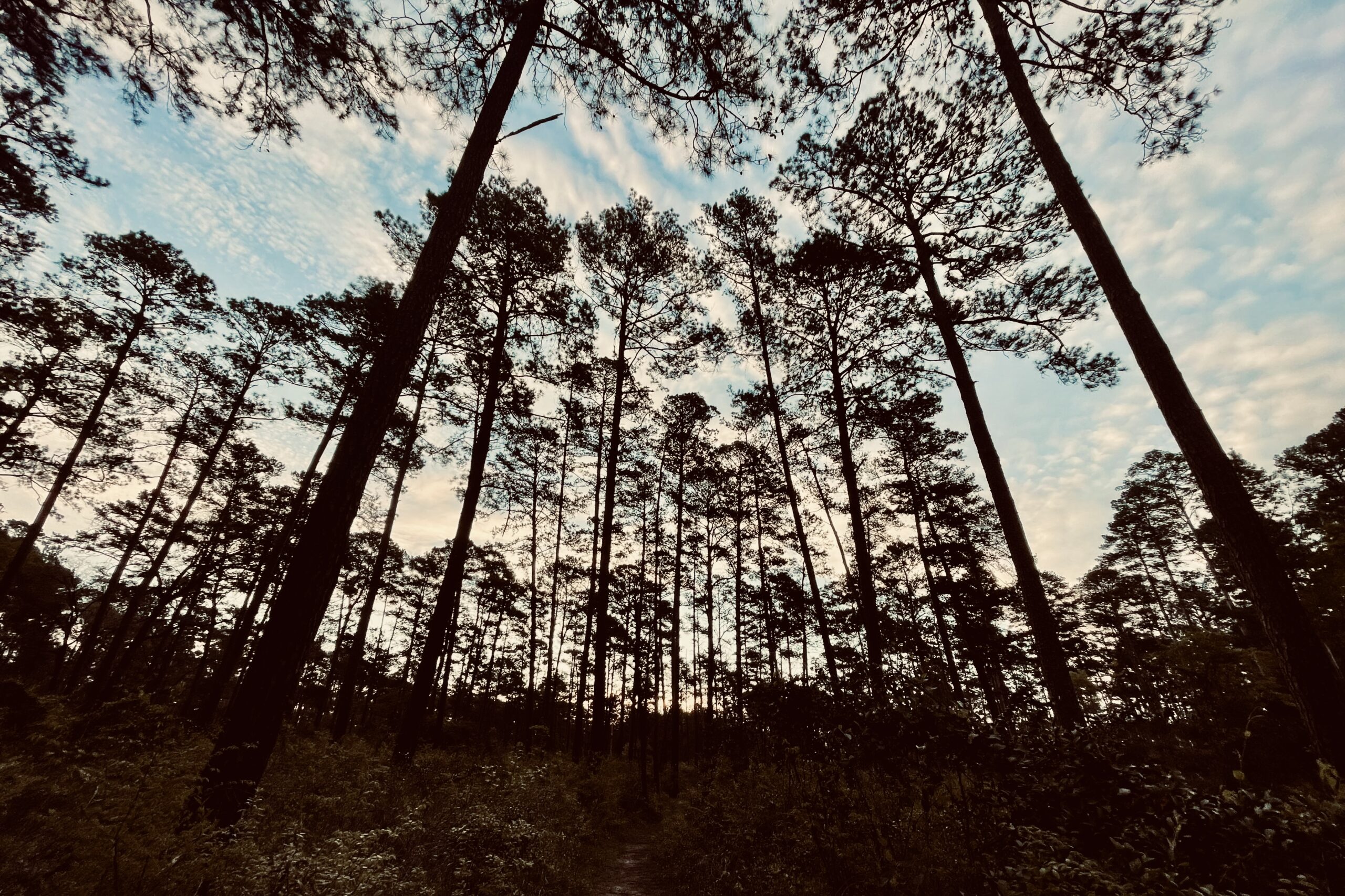 Wide angle picture of some pine trees at dusk.