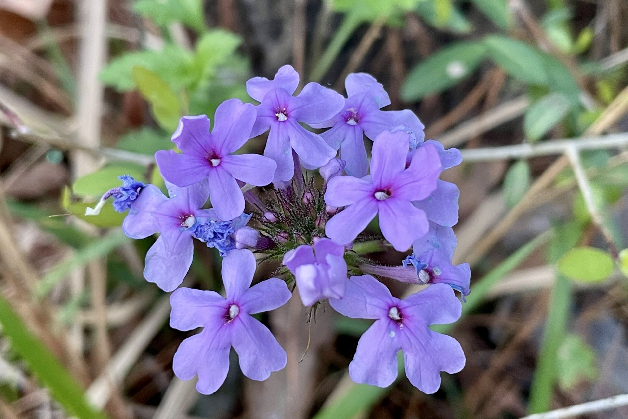 Close up of some bright, purple flowers.