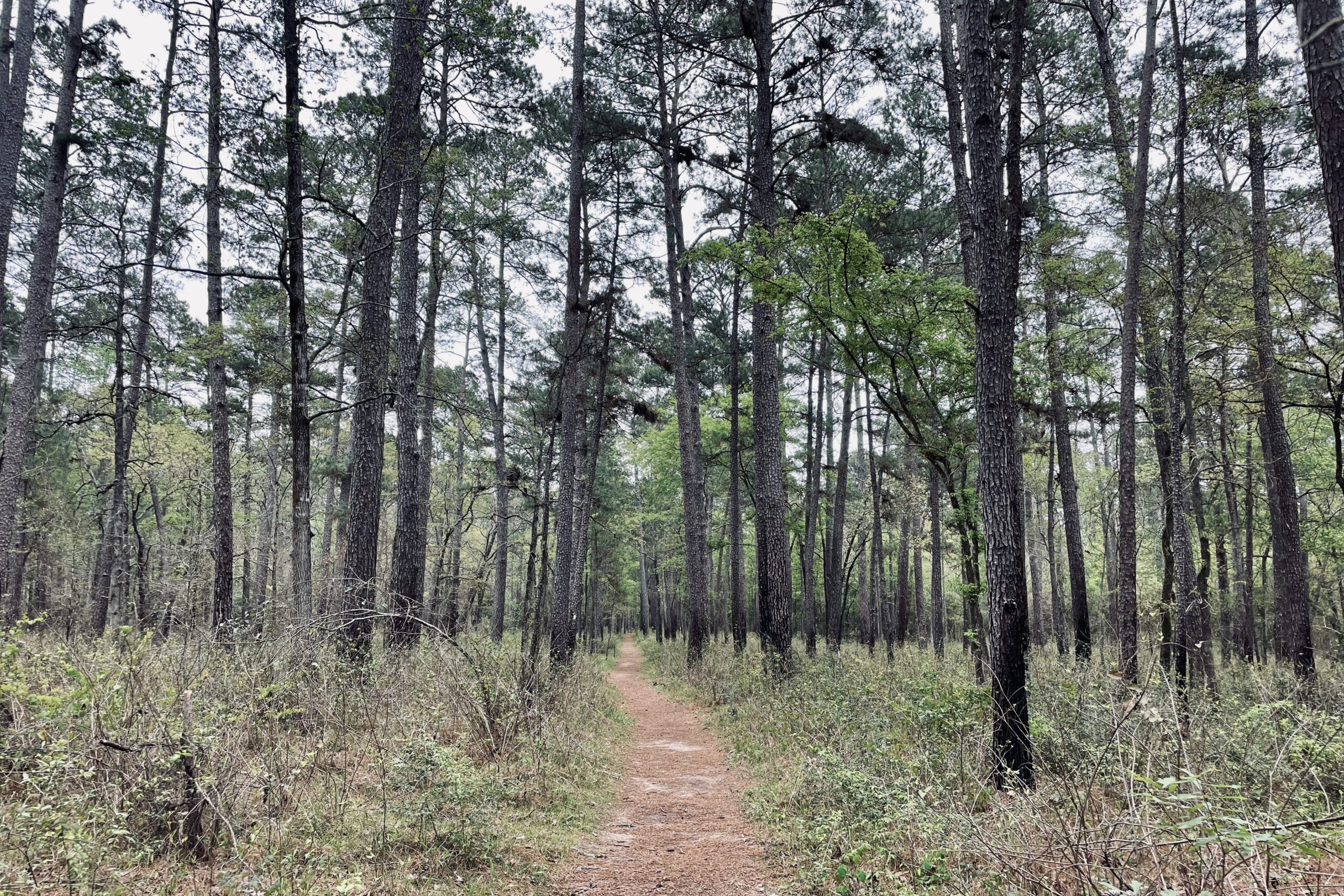 A wide, dirt trail runs straight away from the viewer through some trees and low plants.