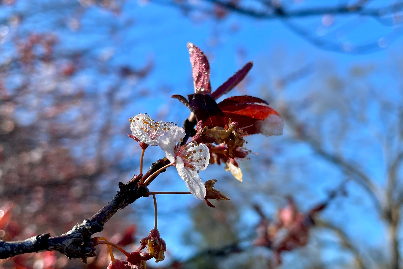 A close up of a flower blossom growing from a tree branch. The flower is pink and white.