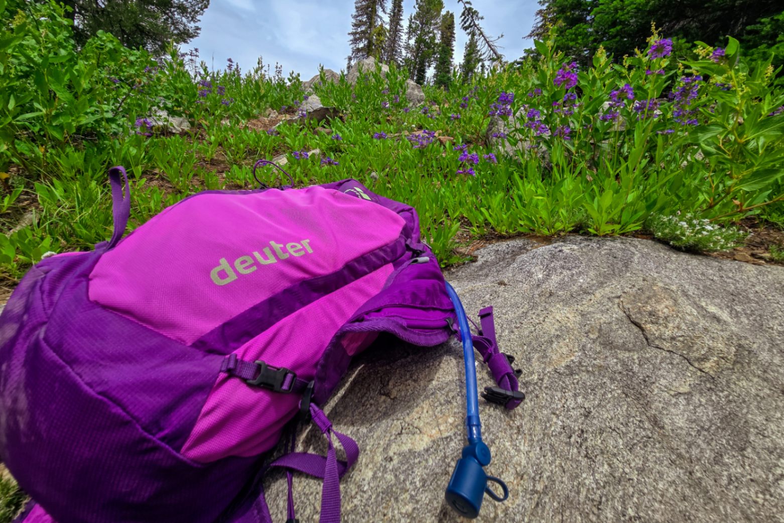 A close up view of a bright purple Deuter brand daypack lying on a rock. purple wildflowers are in the background.