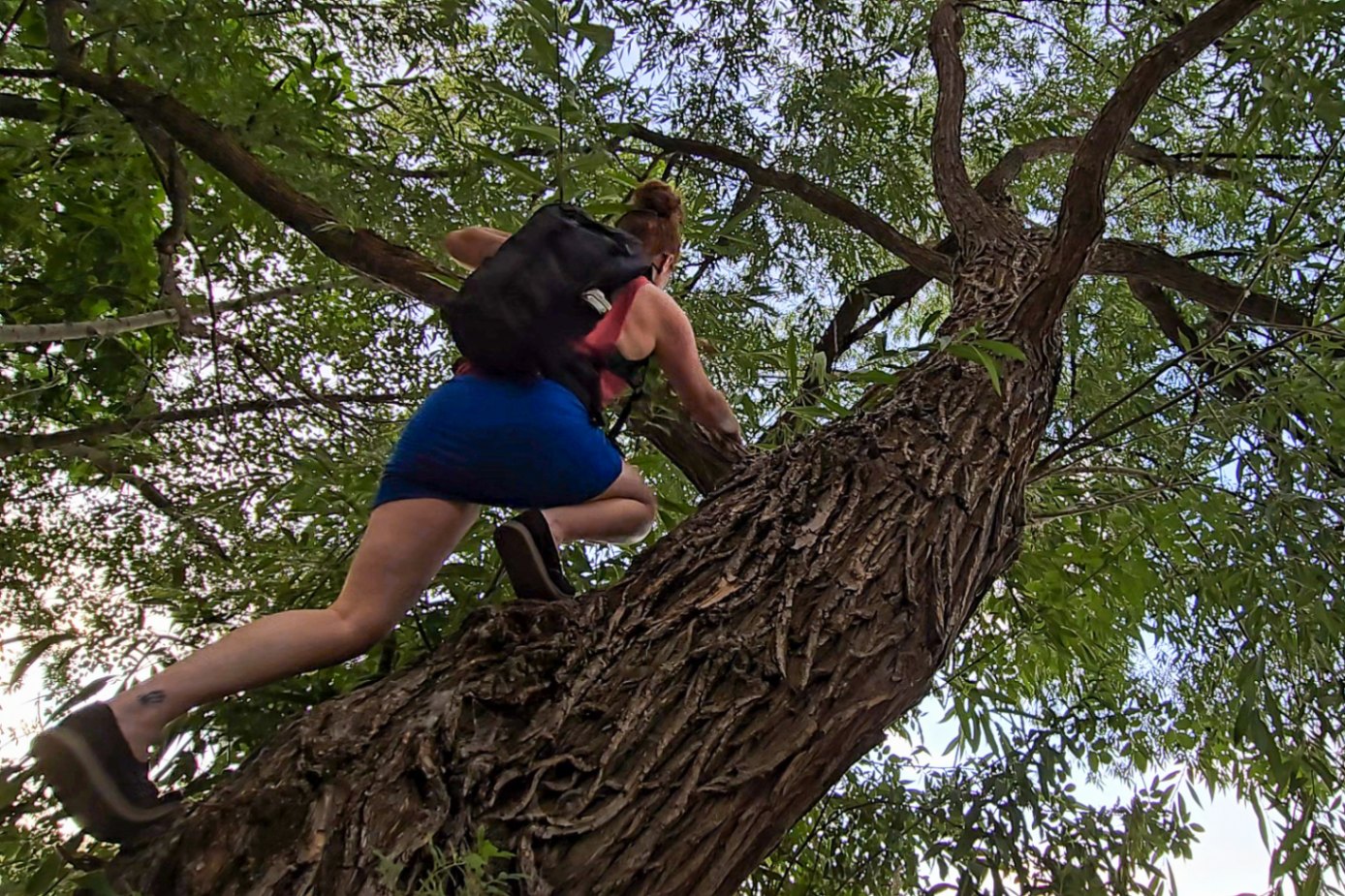 A person wearing a black Decathlon Quechua daypack climbs a tree.