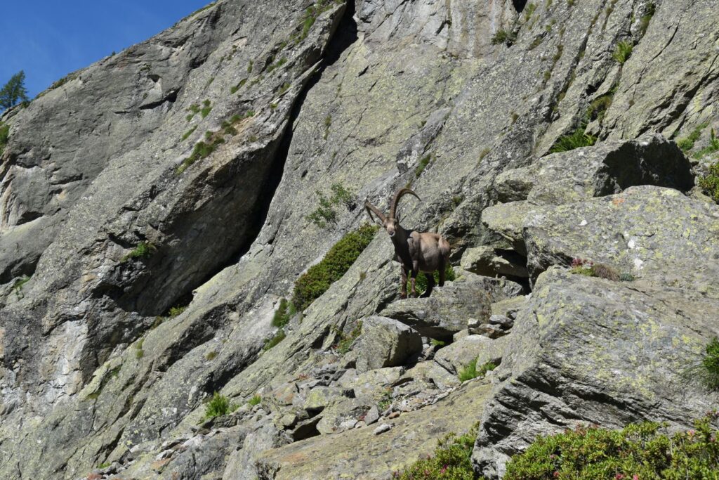 An Ibex looks down on hikers with its imposing pair of long horns
