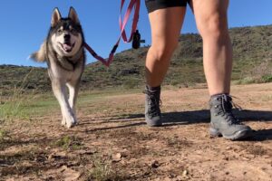 Hiker wearing Lowa Renegade EVO GTX WS, walking her dog