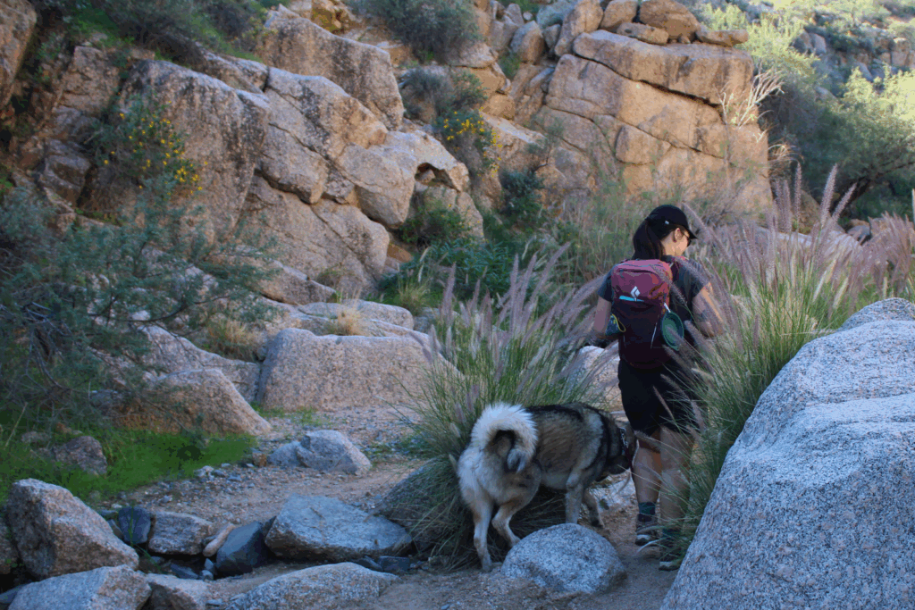 Hiker walking with their dog on a desert trail wearing the Salomon X Ultra 5 GTX Women's Hiking Boots