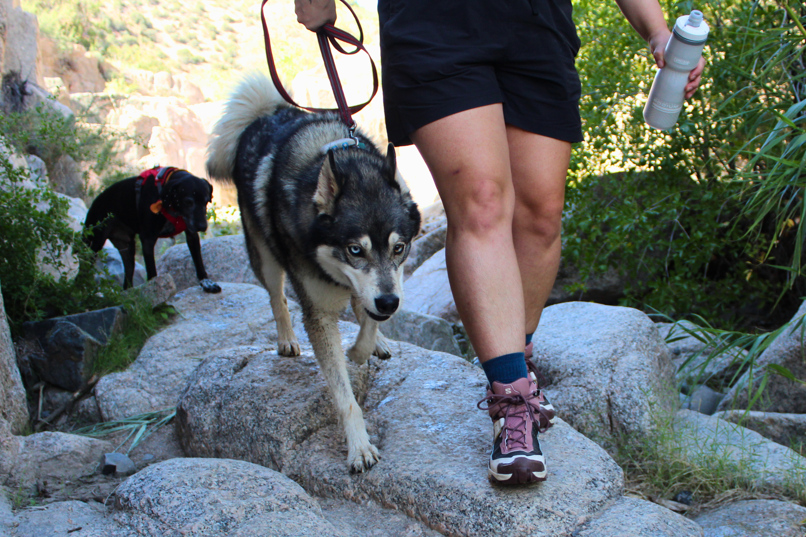 Hiker walking over a rocky path wearing the Salomon X Ultra 5 GTX Women's Hiking Boots while walking her dog