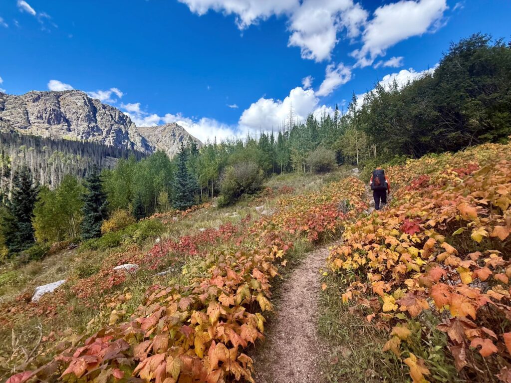 A hiker proceeds down a trail with ground cover leaves turning red, brown, and yellow
