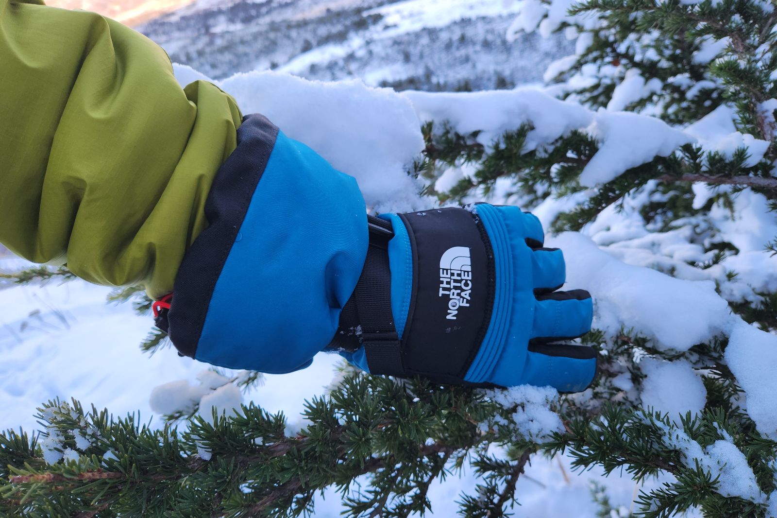 A pair of gloves grasps a tree branch.
