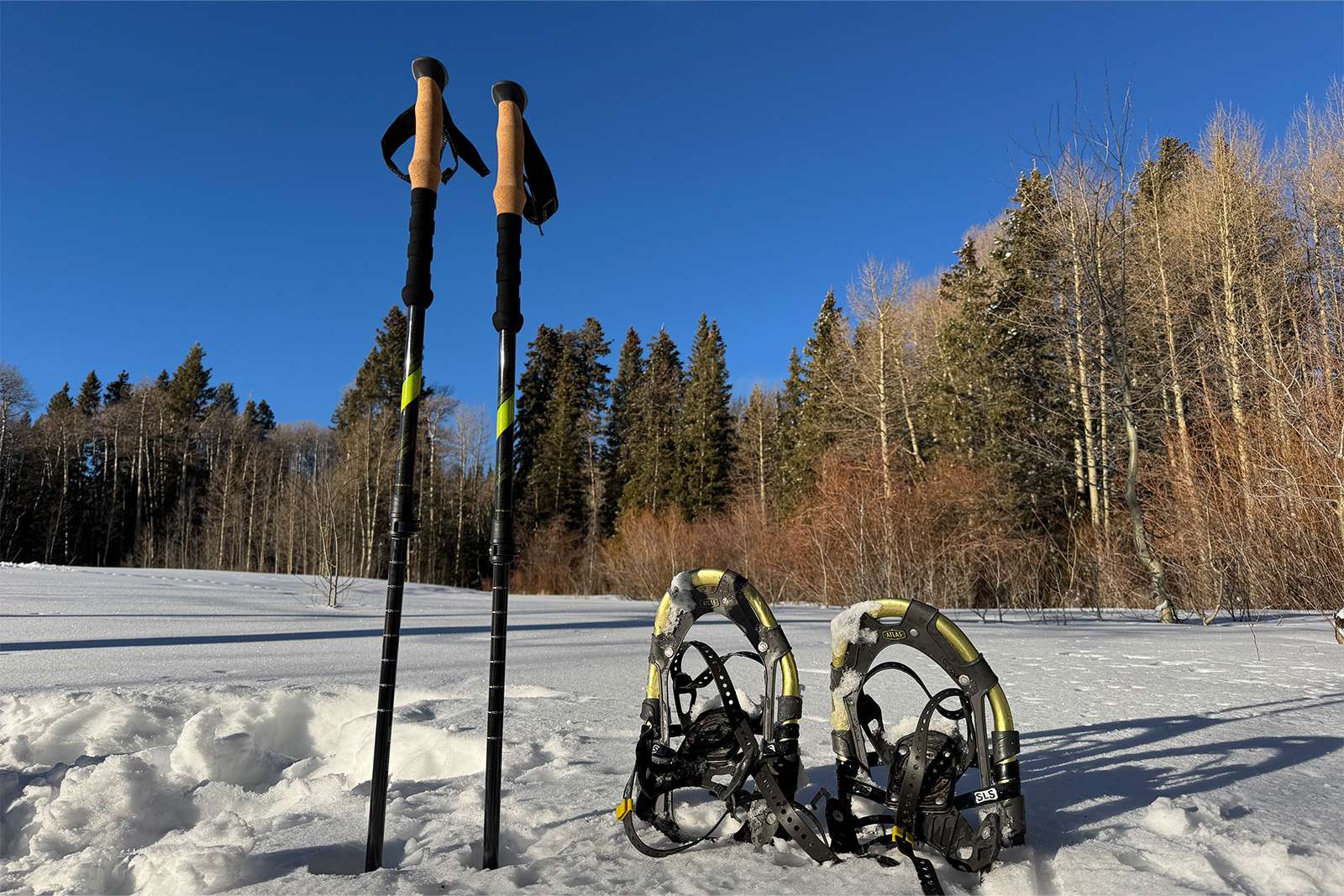 The cascade poles are propped up in the snow next to some snowshoes. There are pine trees in the background and clear skies.