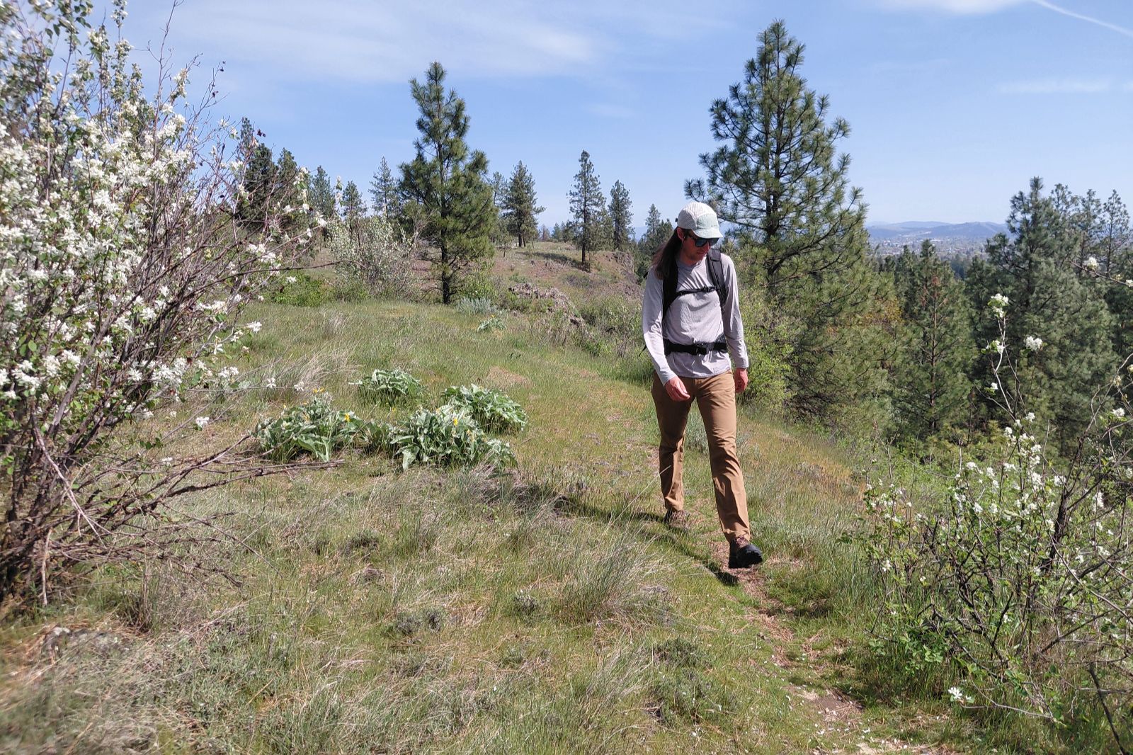 Una persona camina por un sendero cubierto de hierba rodeado de pinos y arbustos de flores blancas.