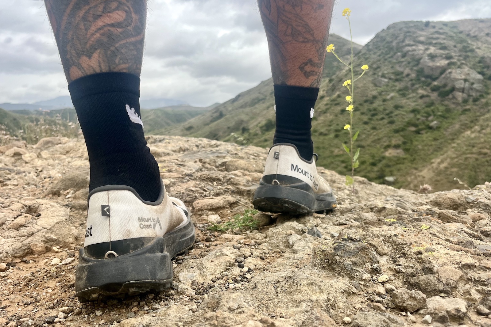 mount-to-coast-t1-backs