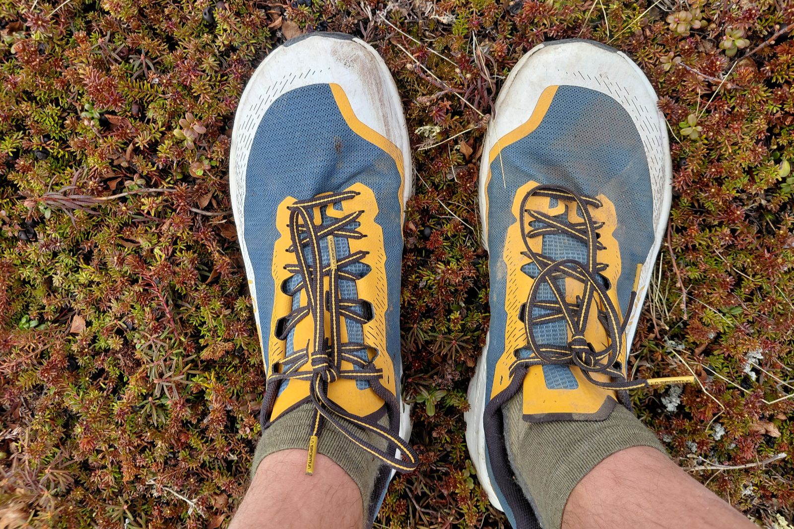 Blue and yellow running shoes on a ground cover of reddish-brown plants.