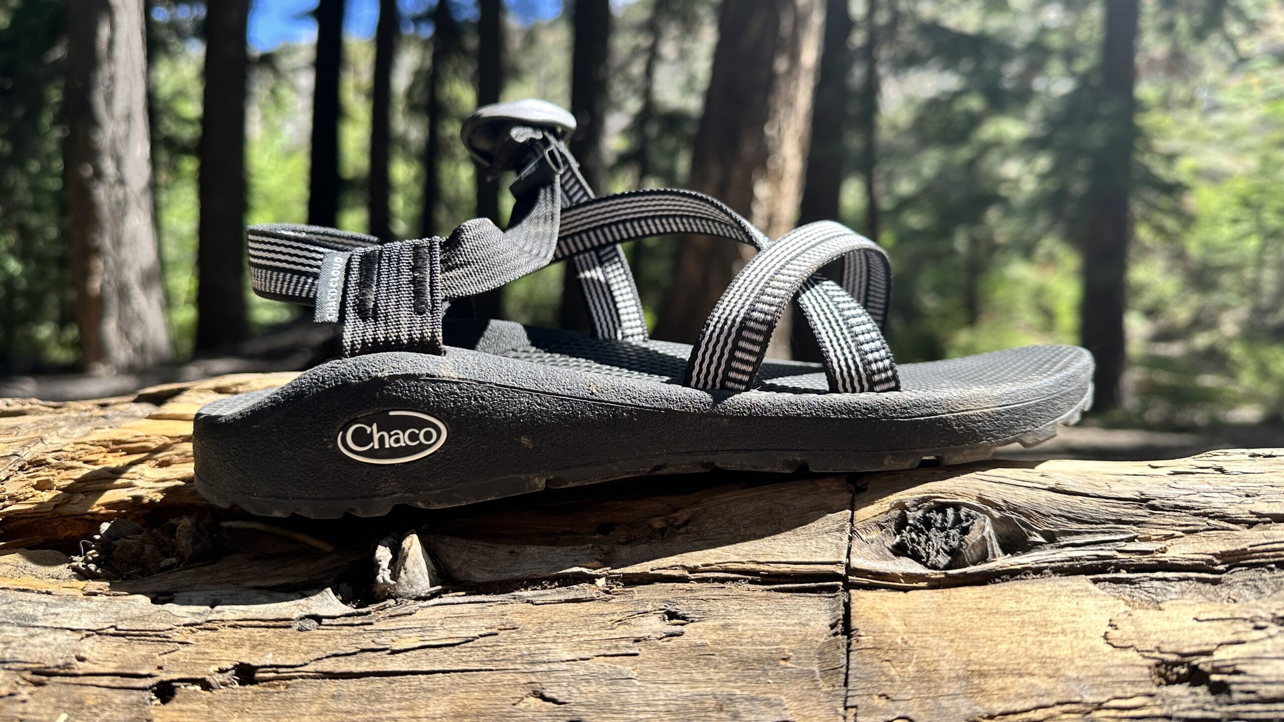 A black sandal sits on a log in the woods.