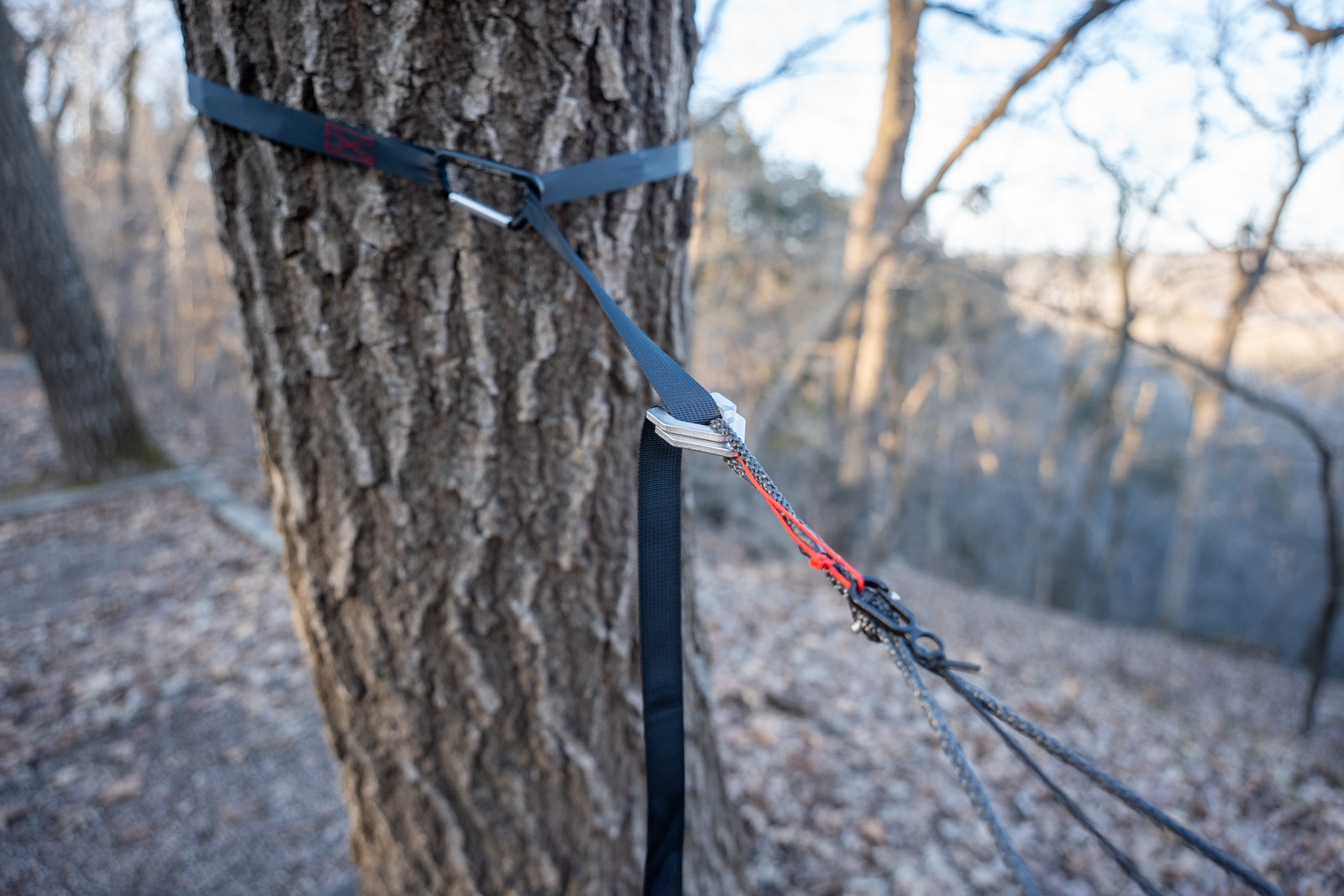 Hammock straps are tied to a tree in a forest.
