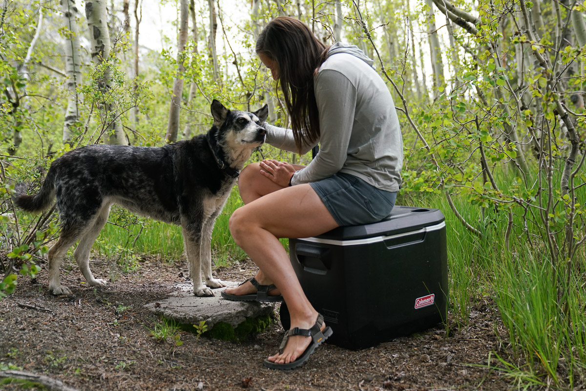 A person pets a dog in a forest. They are sitting on a cooler.