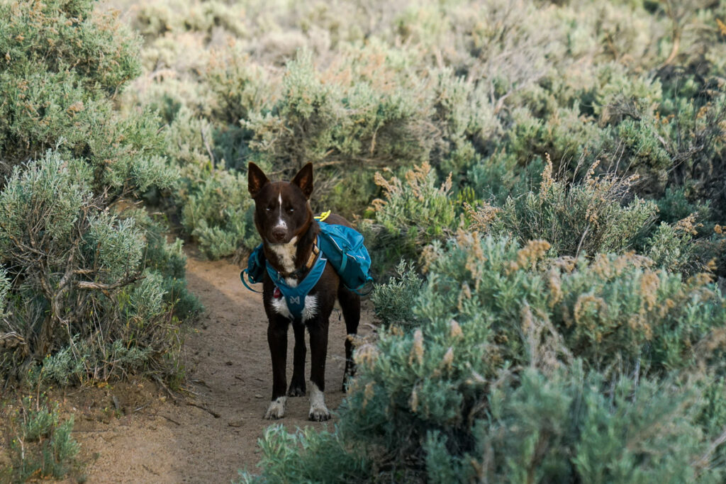A dog wearing a pack stands on a brushy trail.