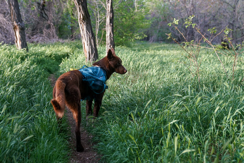 A dog wearing a pack stands on a grass-lined trail.
