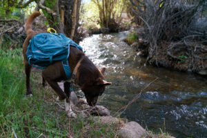 A dog wearing a pack sniffs the ground near a creek.