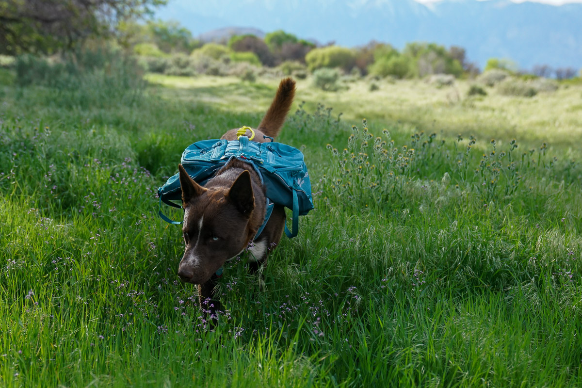 A dog wearing a pack runs through a grassy field.