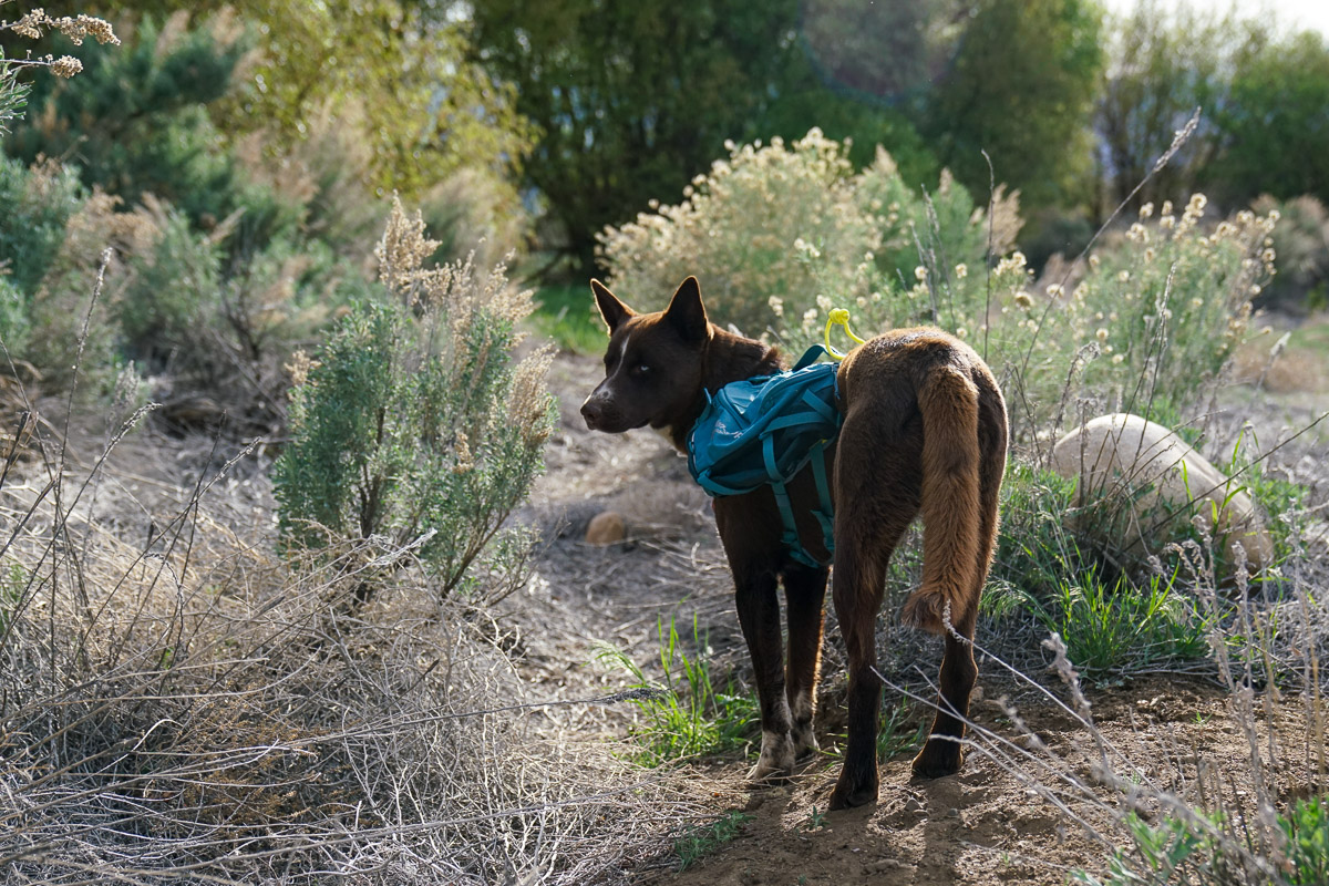 A dog wearing a pack stands on a trail amidst sage brush.