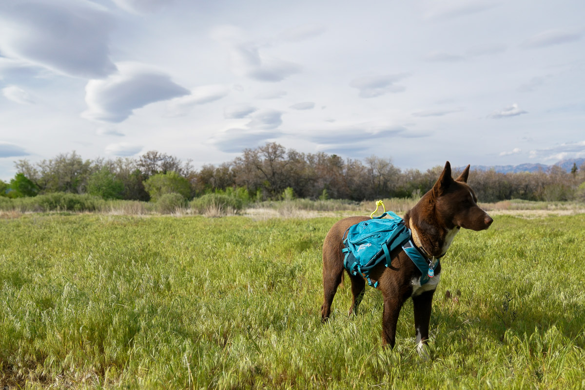 A dog wearing a pack stands in a grassy field.
