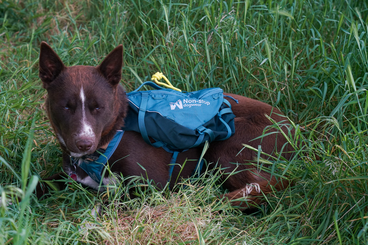 A dog wearing a pack lays in the grass.