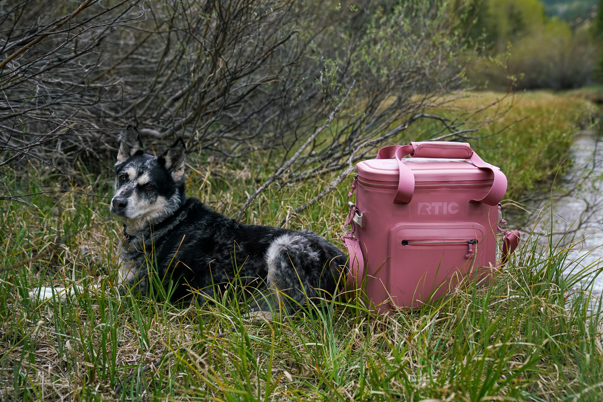 A dog lays next to a soft-sided cooler next to a creek.