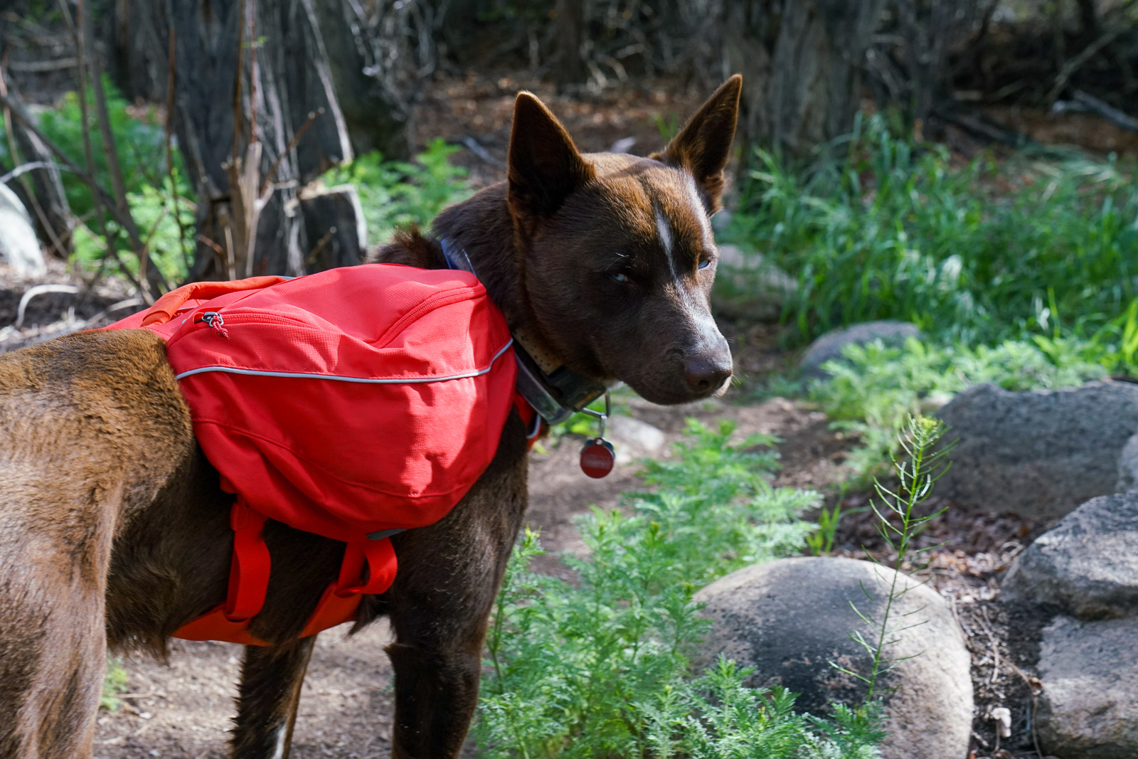 A close up side view of a dog wearing a red hiking pack on a forest trail.