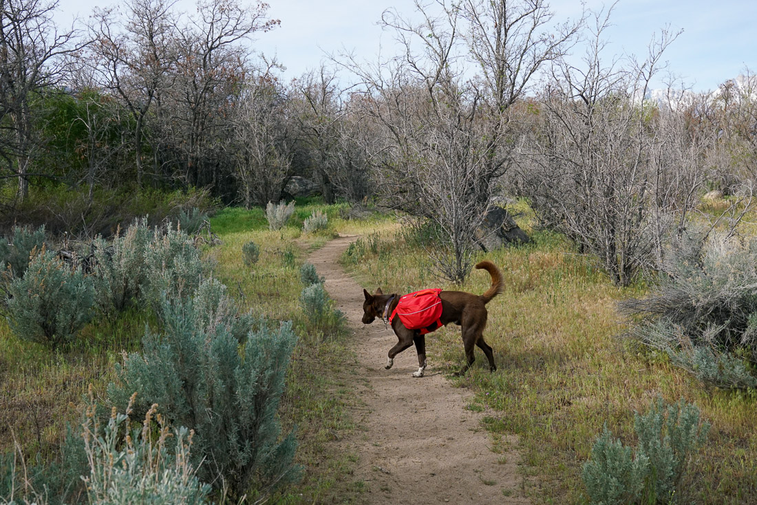 A dog wearing a red pack sniffs the ground on a dirt trail amidst trees.