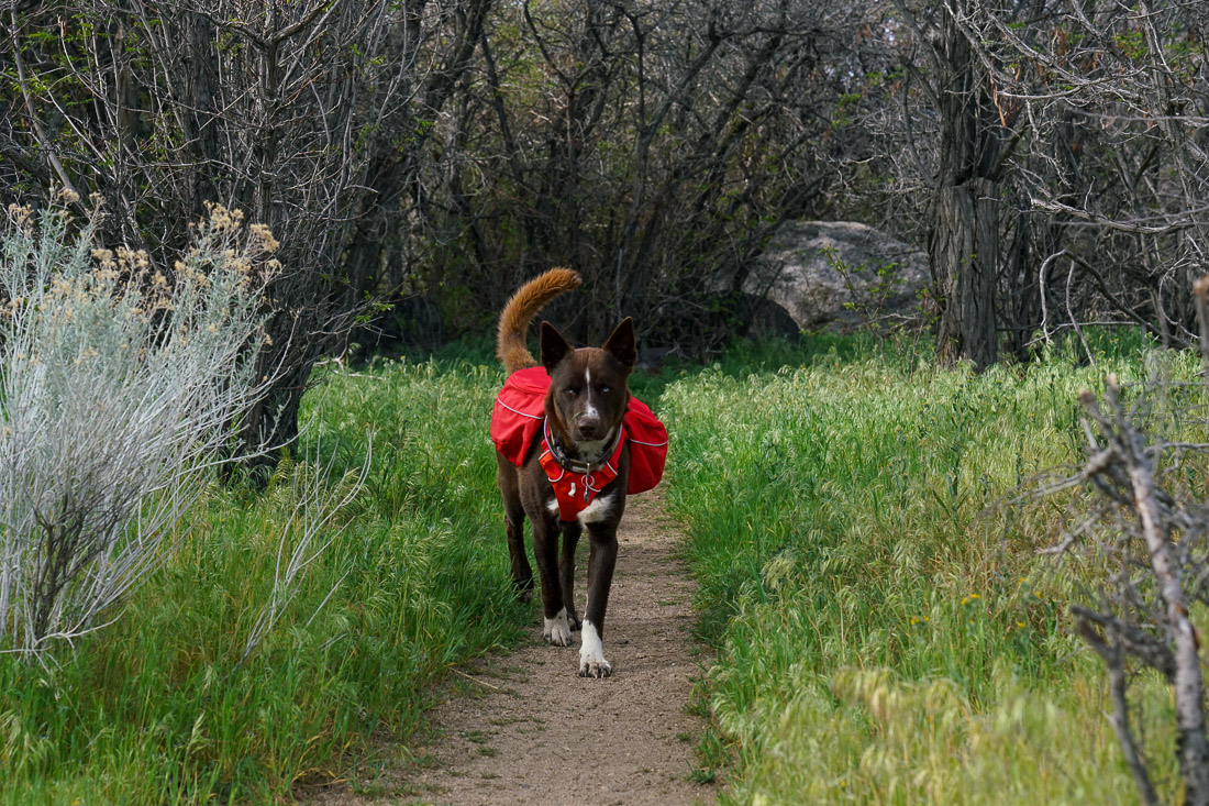 A dog wearing a red pack stands on a dirt trail amidst trees and tall grass.