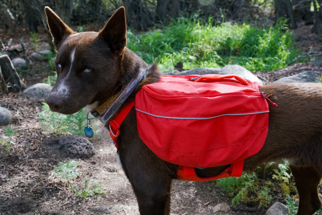 A dog wearing a red pack stands on a dirt trail amidst trees and boulders.