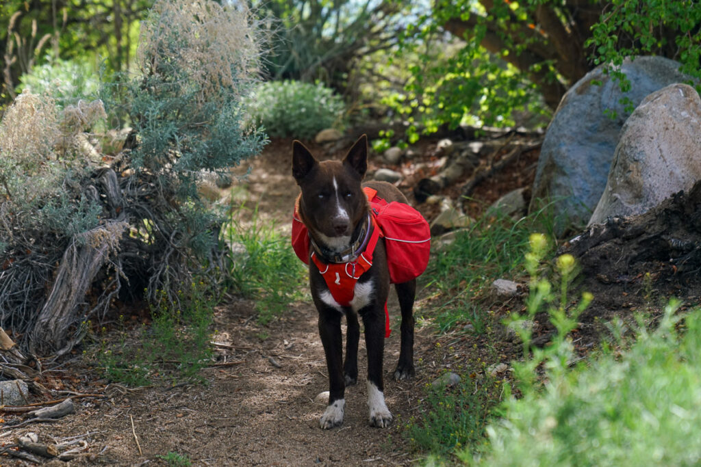 A dog wearing a red hiking pack stands on a trail surrounded by bushes and rocks.