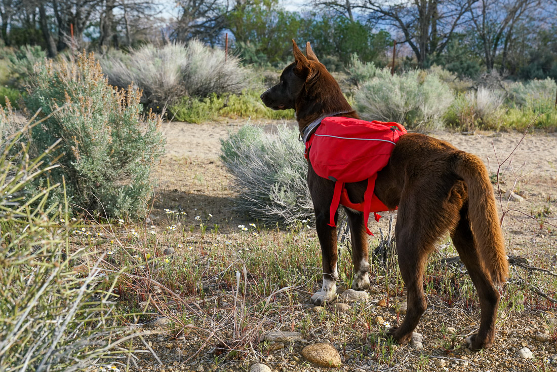 A dog wearing a red hiking pack stands on a dirt path with sage brush surrounding him.