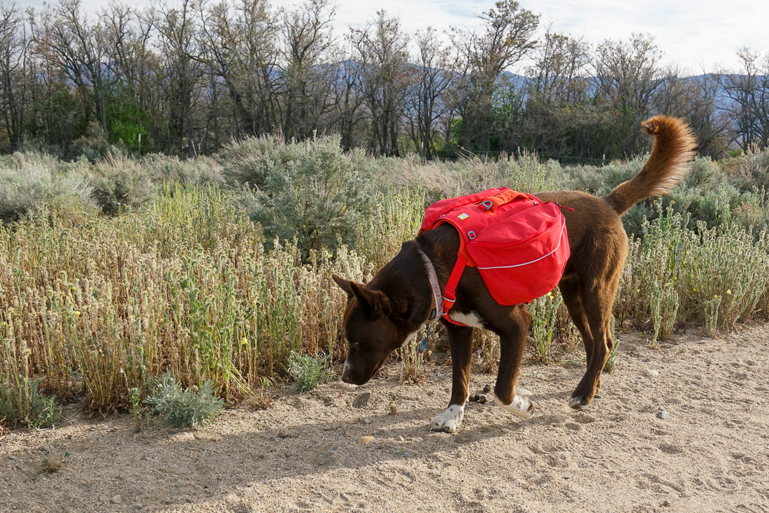 A dog wearing a red pack sniffs the ground of a sandy trail with sage brush in the background.