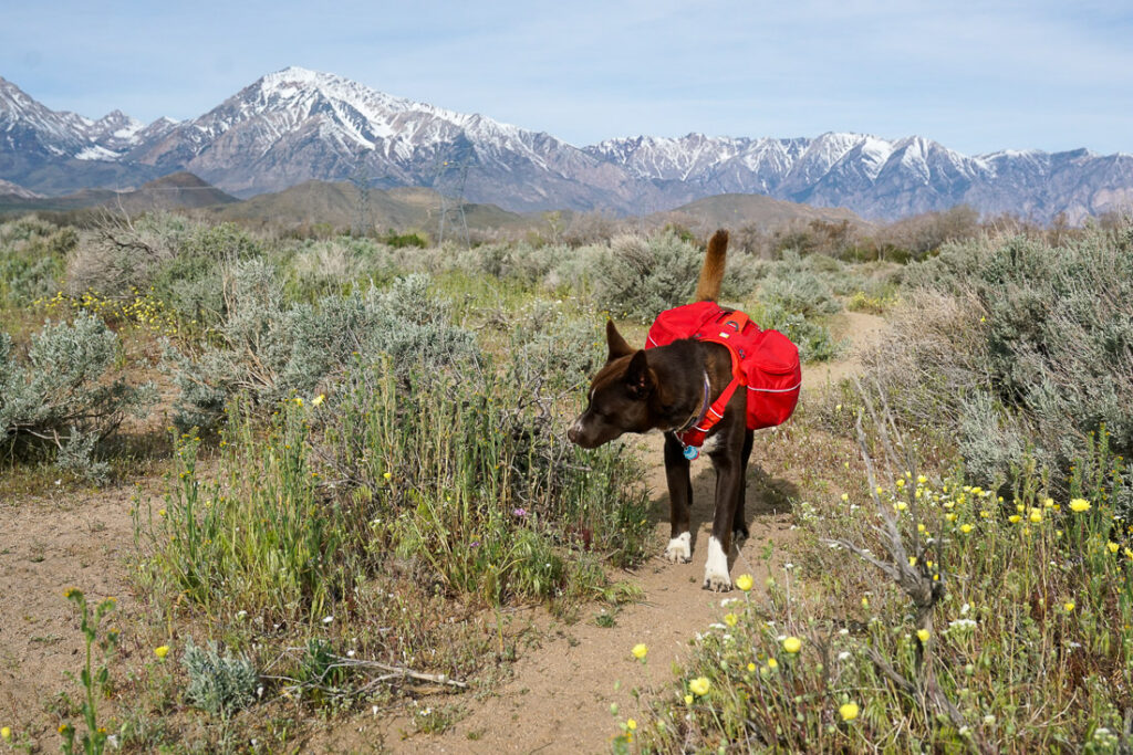 A dog wearing a red pack walks along a brushy trail with mountains in the background.