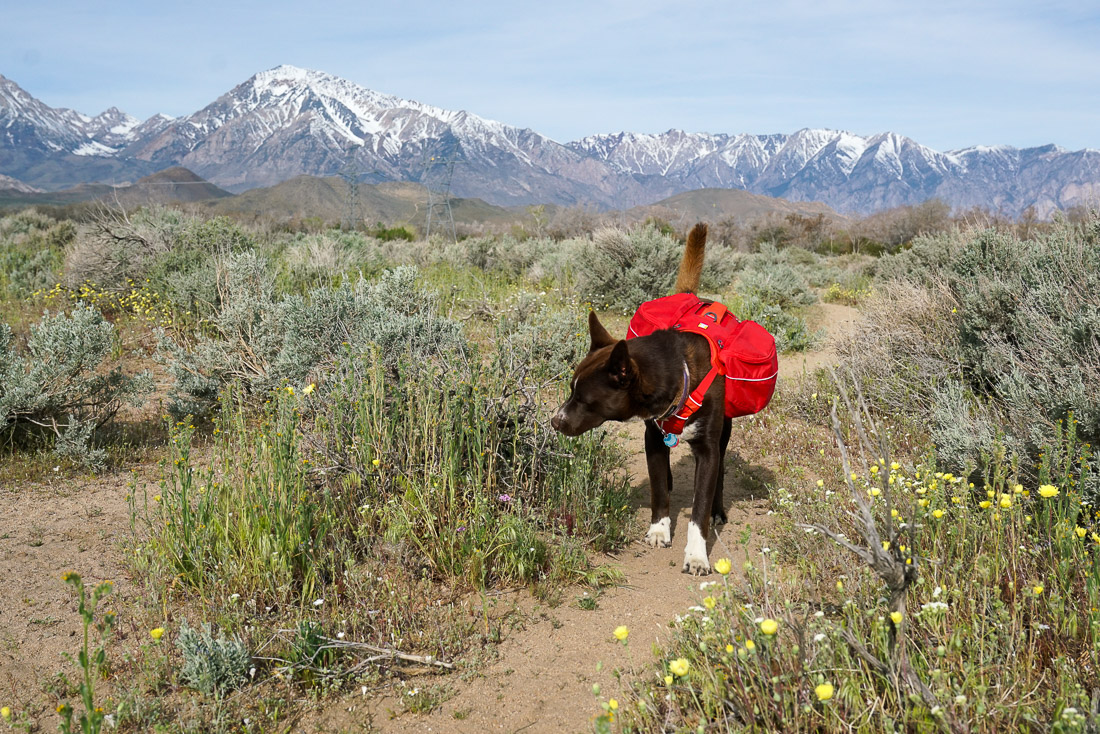 A dog wearing a red pack walks along a brushy trail with mountains in the background.