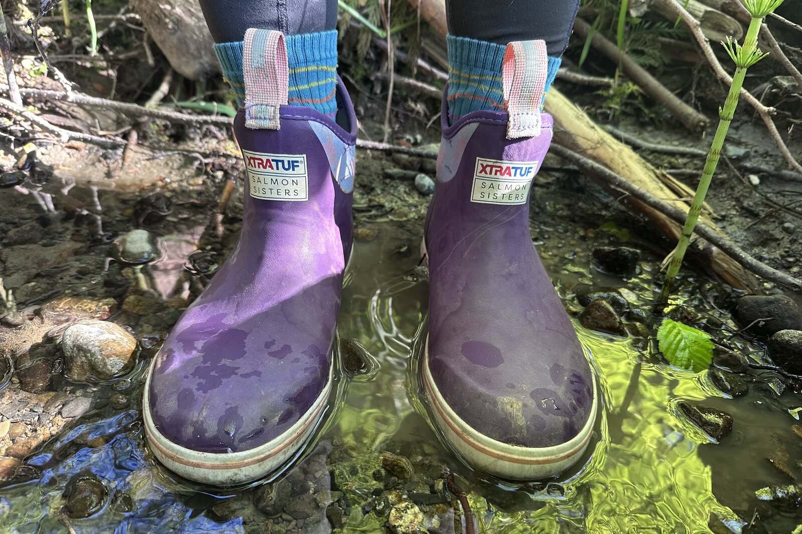 Close up of purple ankle rain boots standing in a shallow puddle in the woods.