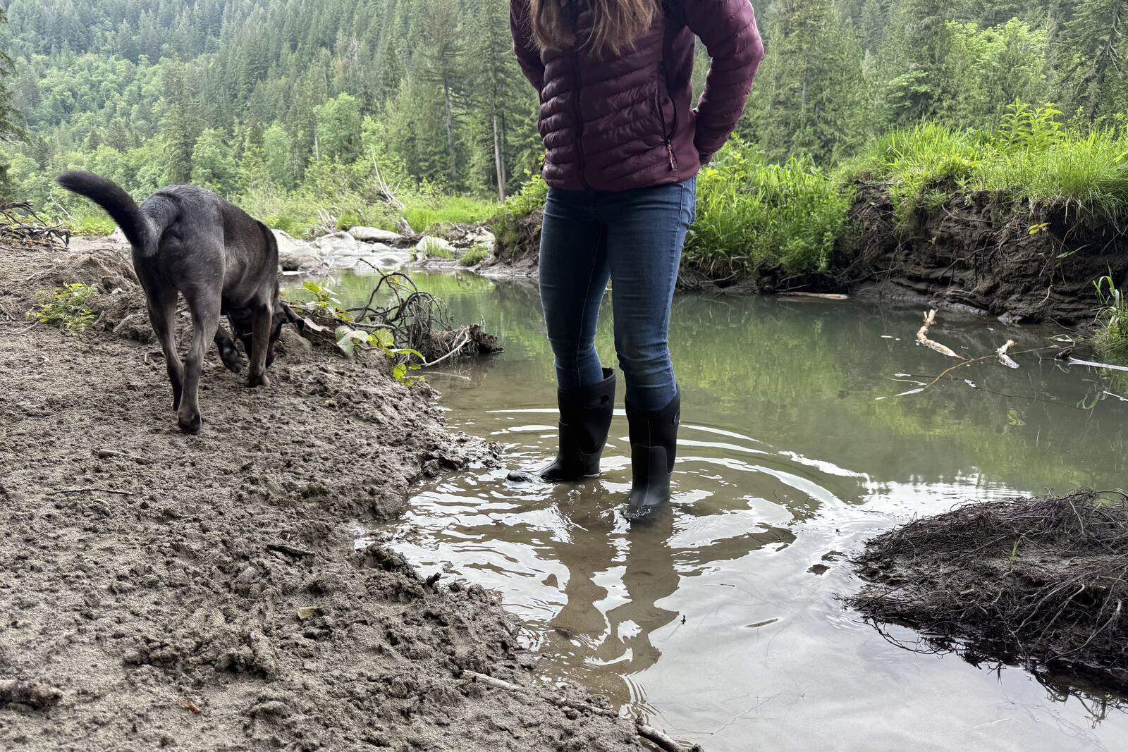 Lower half of a person standing in ankle deep muddy water wearing tall black rubber rain boots