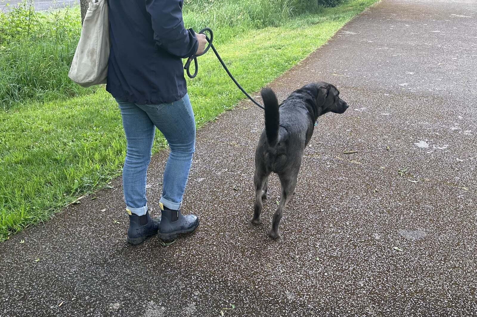 Lower half of a person wearing navy ankle rain boots, jeans, and a rain jacket while walking a dog on a paved path.